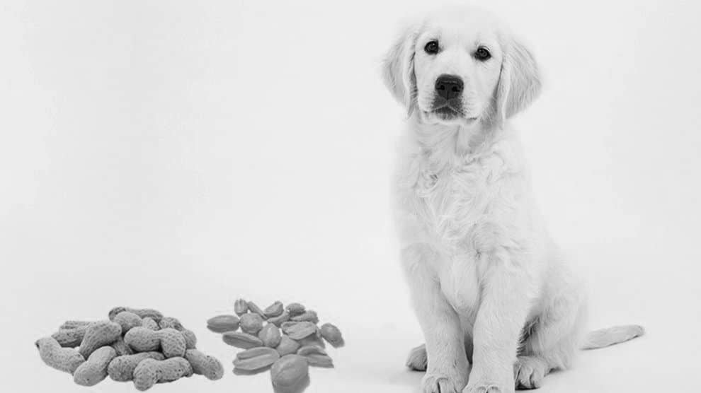 Can Dogs Eat Peanuts?