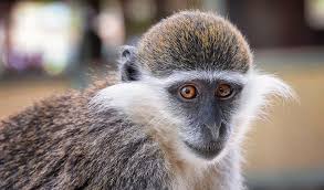 Best monkeys to have as pets