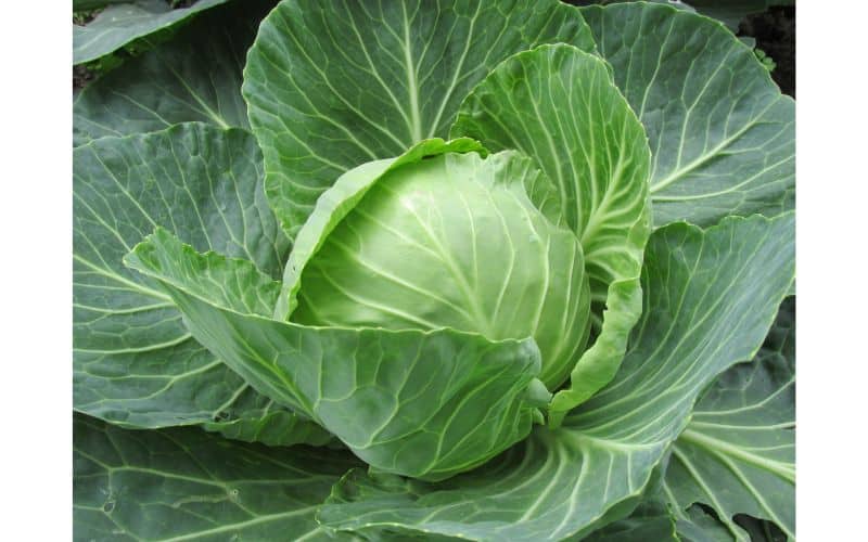 Can Dogs Eat Cabbage