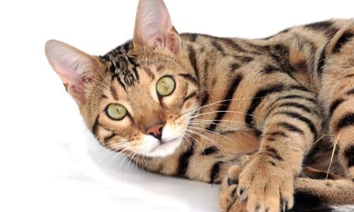 LARGE EXOTIC CAT BREEDS