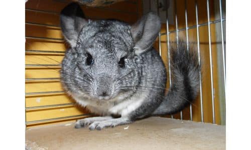 ARE CHINCHILLAS GOOD PETS?