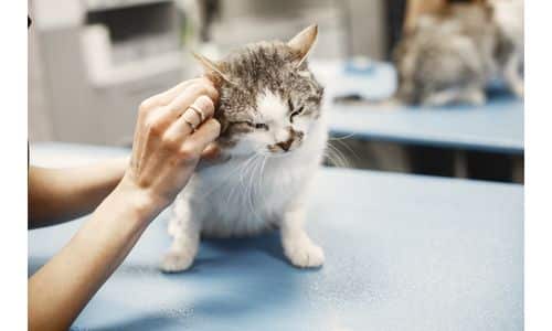 Best Ear Mite Treatment For Cats In 2022