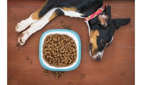 Best Low Protein Dog Food