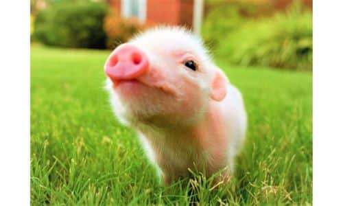 How Long Do Pigs Live?