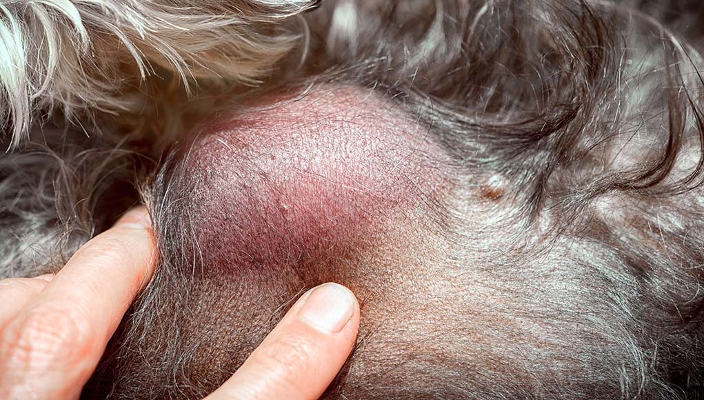 Soft Tissue Sarcoma In Dogs