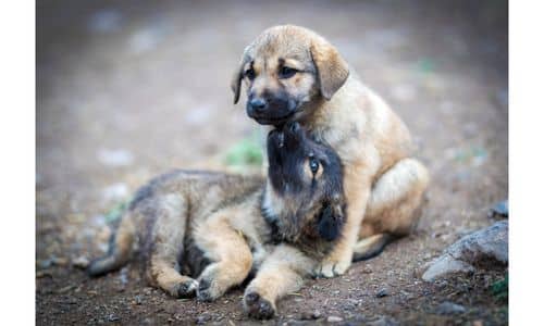 How To Kill a Tick On a Dog