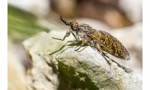 How To Keep Horse Flies Away