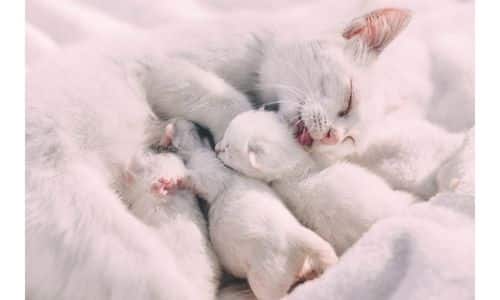 How Long Do Kittens Sleep