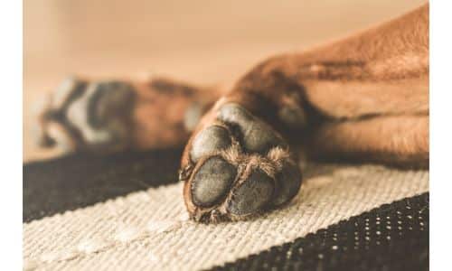 Top Natural Home Dog Licking Paws Remedies