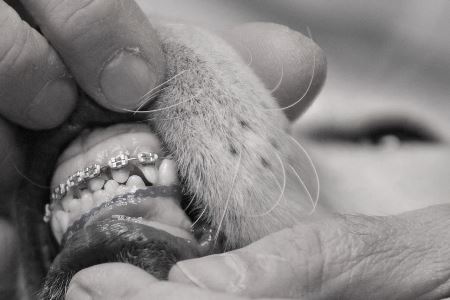 Dog Braces For Teeth