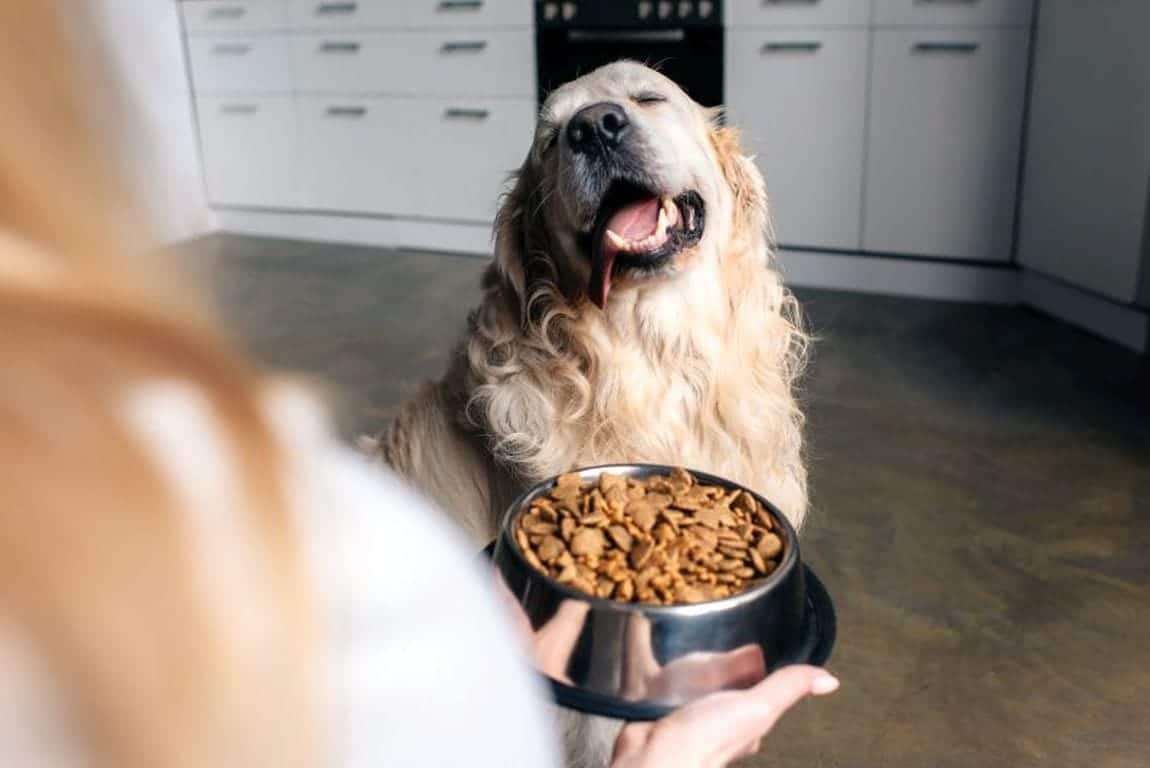 Best High Fiber Dog Food Brands In 2023