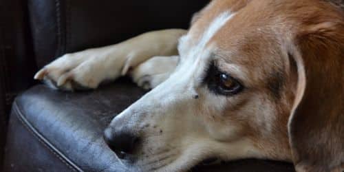 symptoms of final stages of canine lymphoma