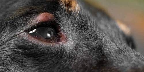 allergies in dog eyes