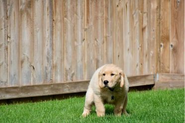 how often do puppies poop