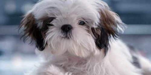 are shih tzus hypoallergenic