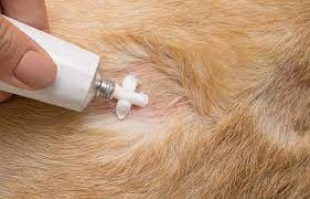 is hydrocortisone safe for dogs