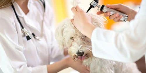 medicine for dog ear infection