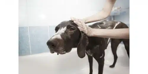 Can I use baby shampoo on my dog