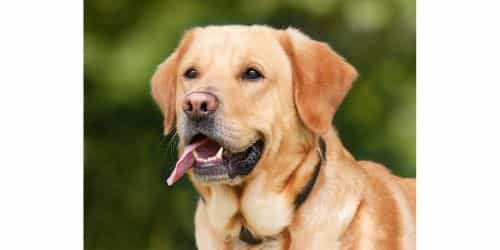 Conjunctivitis in Dogs