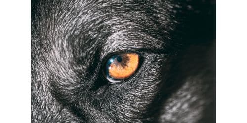 Dilated pupils in dogs