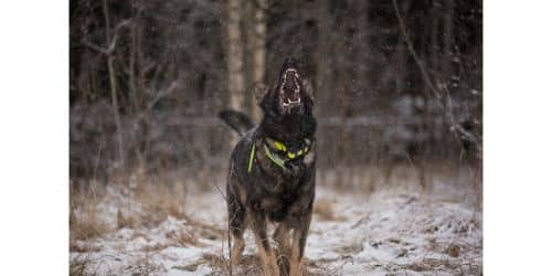 Do dogs get tired of barking