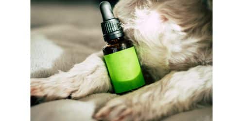 Non-Prescription Flea Medicines for Dogs