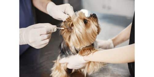 Brown discharge dog ear infection