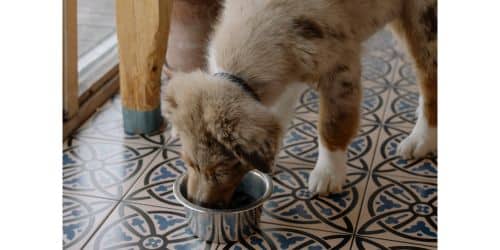 Can dogs eat baby food?