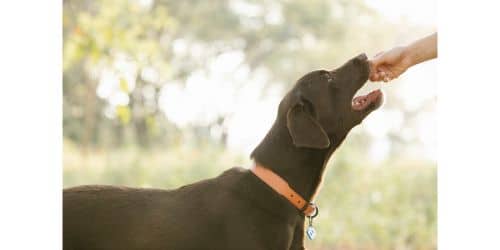 Can dogs have stevia?