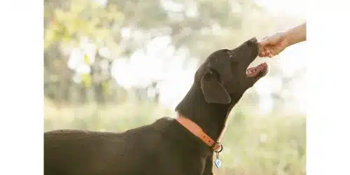 Can dogs have stevia?