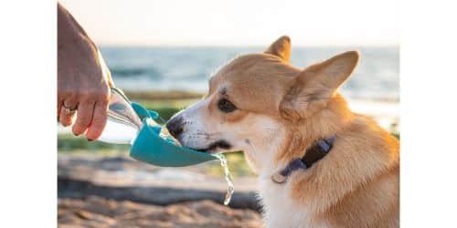 Dog won't eat but drinks water