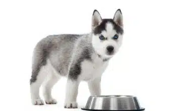 Best Dog Food For Huskies