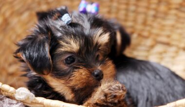 Best Dog Food For Yorkies