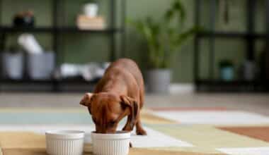 Best Dog food For Dachshunds