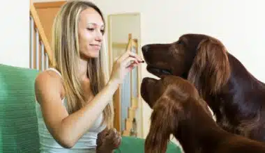 Best Joint Supplement For Dogs